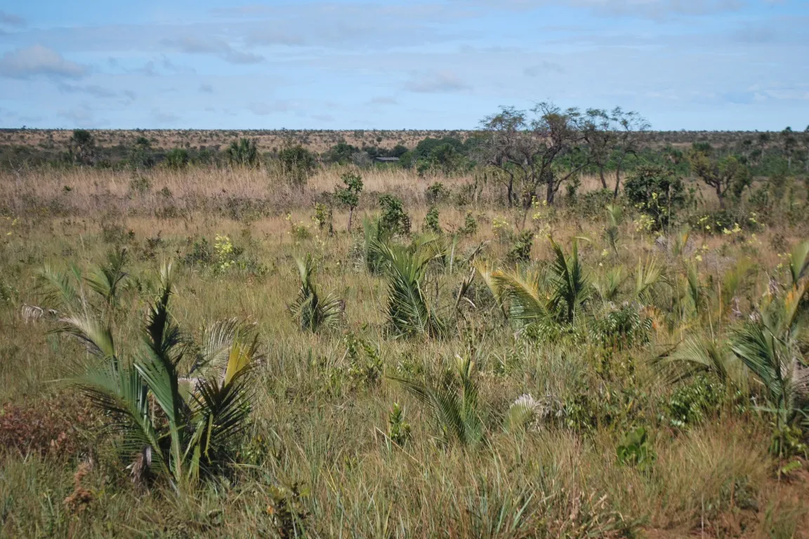 Cerrado